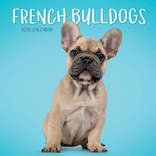 French Bulldogs Mini Wall Calendar 2024