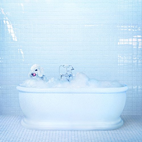 White poodle in a bubbly bathtub, tiled blue background.