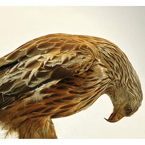 A brown bird with a curved beak, facing down, against a beige background.