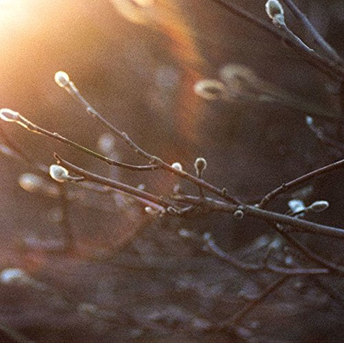Vinyl record cover for "English Ghosts" by The Aries Project, featuring branches.
