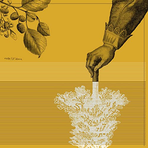 Vinyl album cover with botanical illustration and a hand drawing lines.
