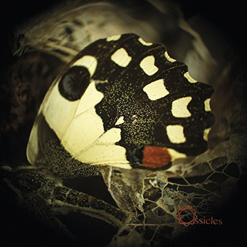 Close-up of a patterned butterfly wing resting on a cracked surface.