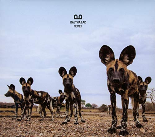 The image depicts a group of African wild dogs, also known as painted dogs, standing in a rocky field. The dogs are facing the camera, with their large ears perked up and alert. The image is likely an album cover for "Balthazar - Fever" as indicated by the text at the top center of the image. Alt text: Group of African wild dogs standing in a rocky field.