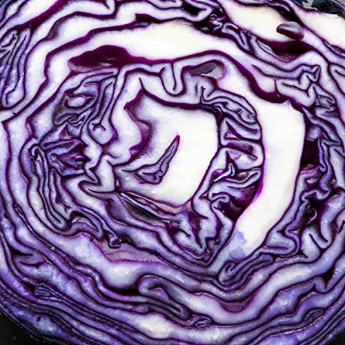 Close-up of a sliced red cabbage showing swirling purple and white layers.