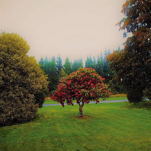 Tree with red blossoms in a green, grassy landscape.