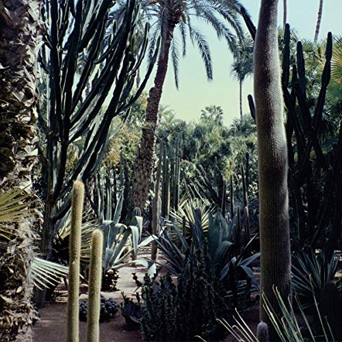 The image depicts a lush, vibrant desert garden, featuring a diverse array of cacti and palm trees. The scene is characterized by tall, slender cacti and palm trees, with a variety of other plants and trees scattered throughout. The garden is set against a backdrop of a clear blue sky, which adds to the overall sense of serenity and tranquility. The image is rendered in a style reminiscent of a painting, with bold brushstrokes and vivid colors.