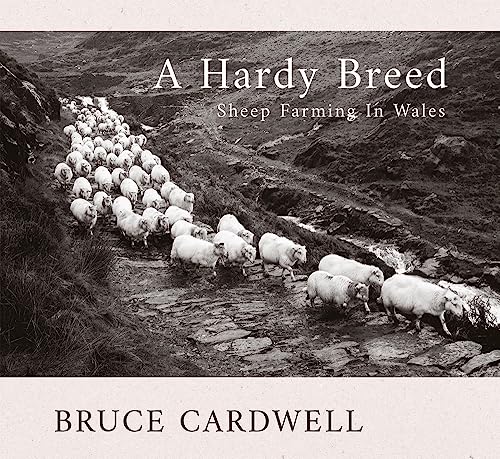 A Hardy Breed: Sheep Farming in Wales