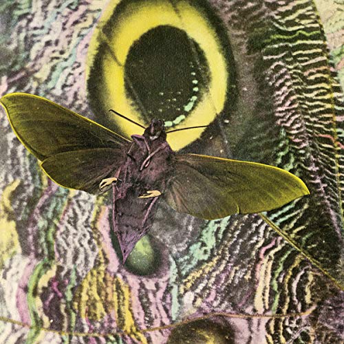 A dark moth with spread wings centered over a textured, abstract patterned background.