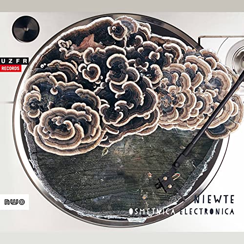 CD cover with a close-up of bracket fungi on a wooden surface.