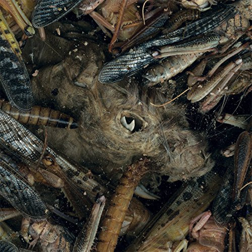 A close-up of a boar's head surrounded by locusts and debris.