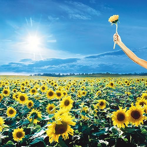 Sunflower field with a hand holding a single sunflower to the sky.