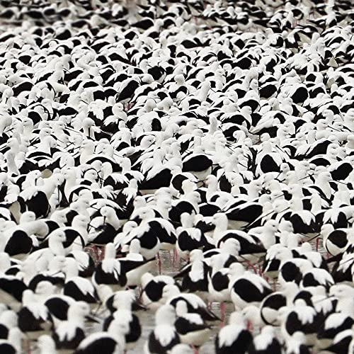 Album cover for Stella Donnelly’s “Flood” featuring a dense flock of birds.