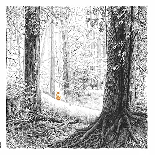 Black and white forest scene with a small orange fox on a path.