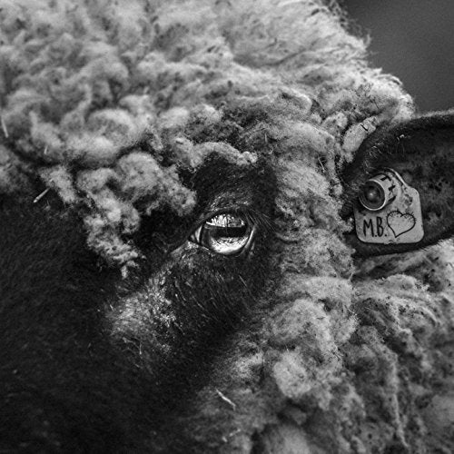 A black-and-white close-up of a sheep's face with a tagged ear.