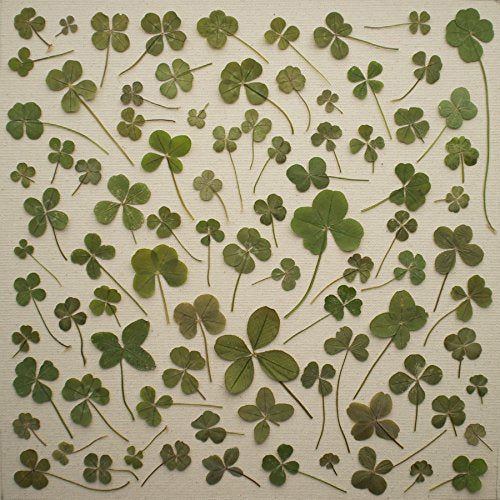 A collection of green four-leaf clovers arranged on a beige background.