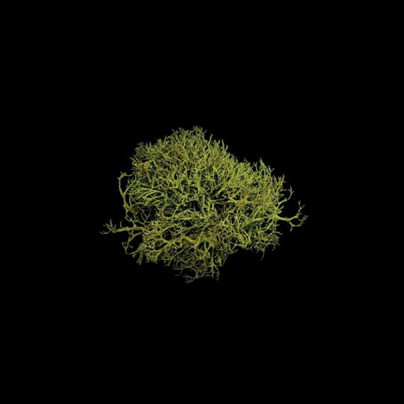 Lotte Betts-dean Sequoia - Stuart Macrae: Earth / Thy Cold Is Keen [CD]