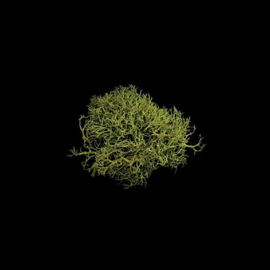 Lotte Betts-dean Sequoia - Stuart Macrae: Earth / Thy Cold Is Keen [CD]