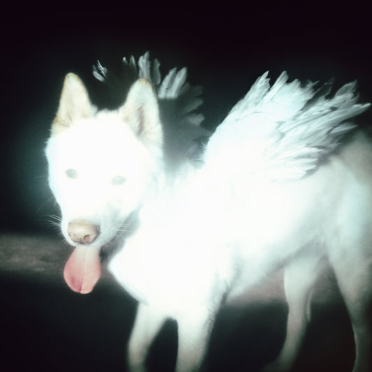 White dog with wings, tongue out, against a dark background.
