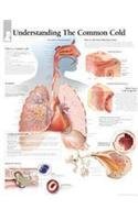 Understanding the Common Cold Laminated Poster
