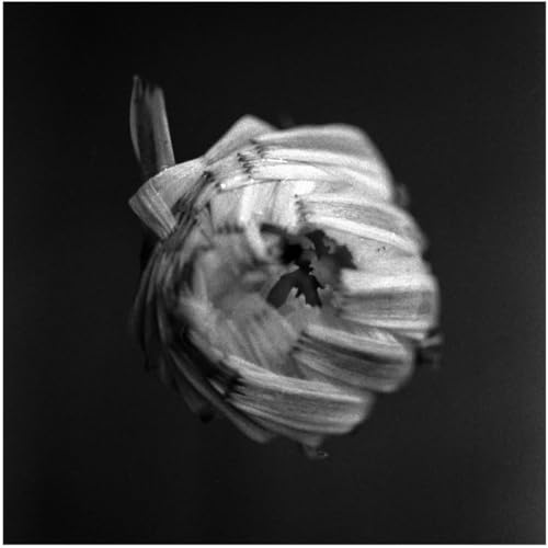 A Swarm Of The Sun - An Empire [VINYL]