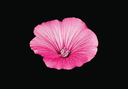 The Blooming Book