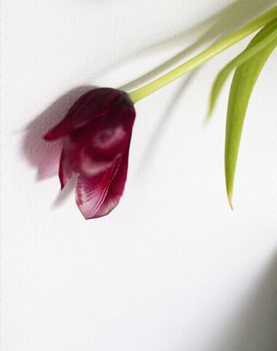Tulip: My Mothers Favourite Flower