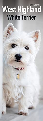 West Highland Terrier Slim Calendar 2024 | Dog Breed Slimline Calendar - 12 Month: Original Avonside-Kalender - Slimline [Mehrsprachig] [Kalender]