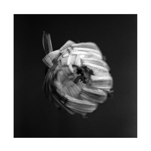 A Swarm Of The Sun - An Empire [CD]