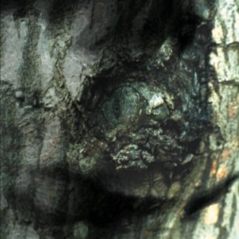 Tiersen Yann - Waltz Of The Monster [VINYL]