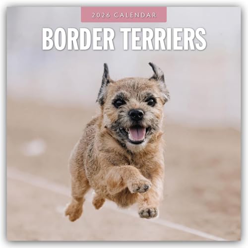 Border Terriers 2026 Square Wall Calendar