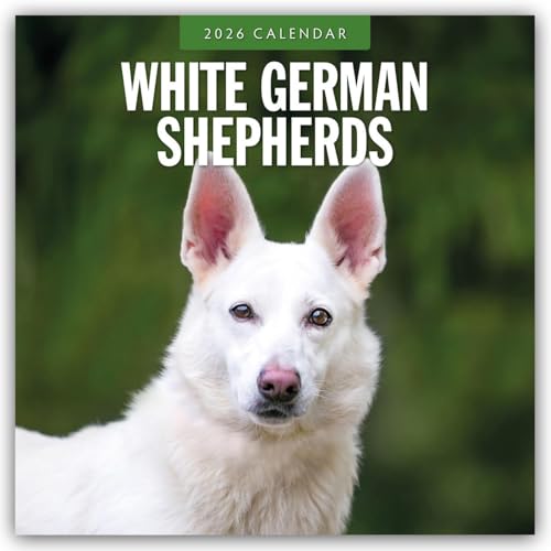 White German Shepherds 2026 Square Wall Calendar