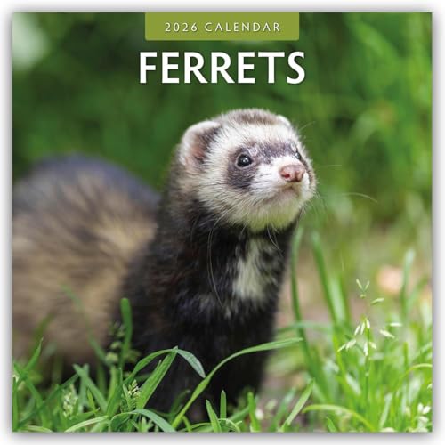 Ferrets 2026 Square Wall Calendar