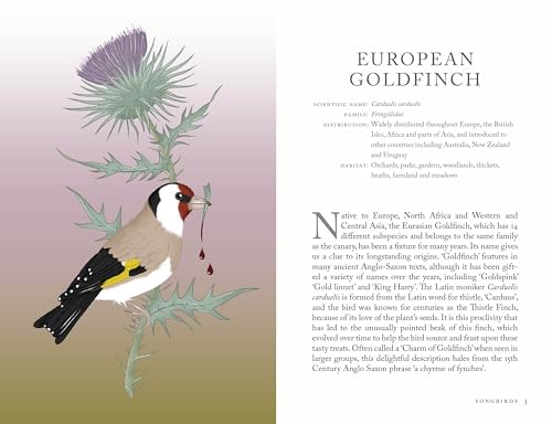 The Folklore of Birds : The forgotten tales behind nature’s most enigmatic creatures