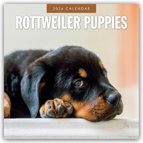 Rottweiler Puppies 2026 Square Wall Calendar