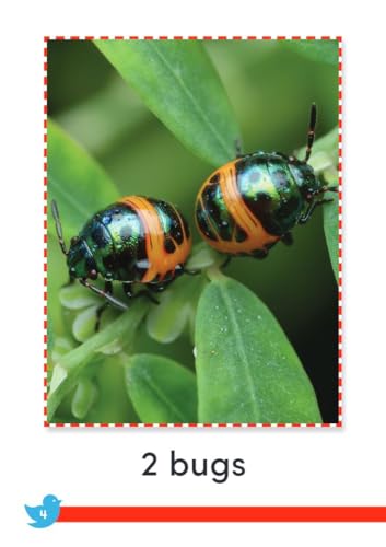 Birds and Bugs