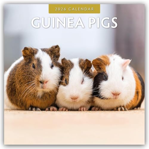 Guinea Pigs 2026 Square Wall Calendar