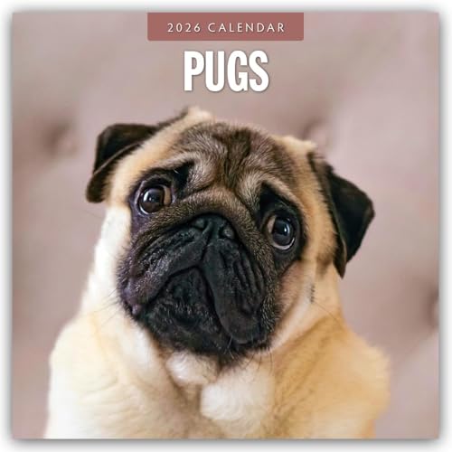 Pugs 2026 Square Wall Calendar
