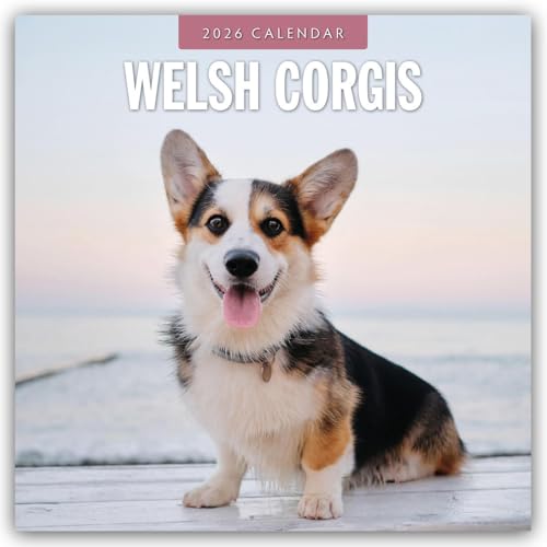 Welsh Corgis 2026 Square Wall Calendar