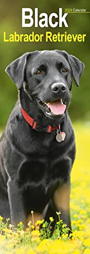 Black Labrador Retriever Slim Calendar 2024 | Dog Breed Slimline Calendar - 12 Month: Original Avonside-Kalender - Slimline [Mehrsprachig] [Kalender]