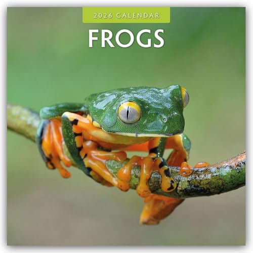 Frogs 2026 Square Wall Calendar