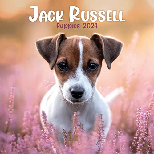 Jack Russell Puppies Mini Calendar 2024