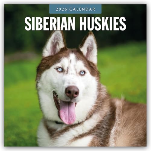 Siberian Huskies 2026 Square Wall Calendar