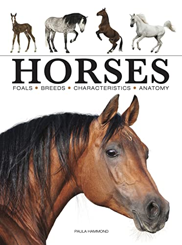 Horses (Mini Encyclopedia) (Mini Animals)