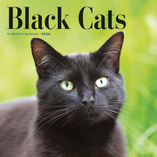 Black Cats Square Wall Sunday Start Cale