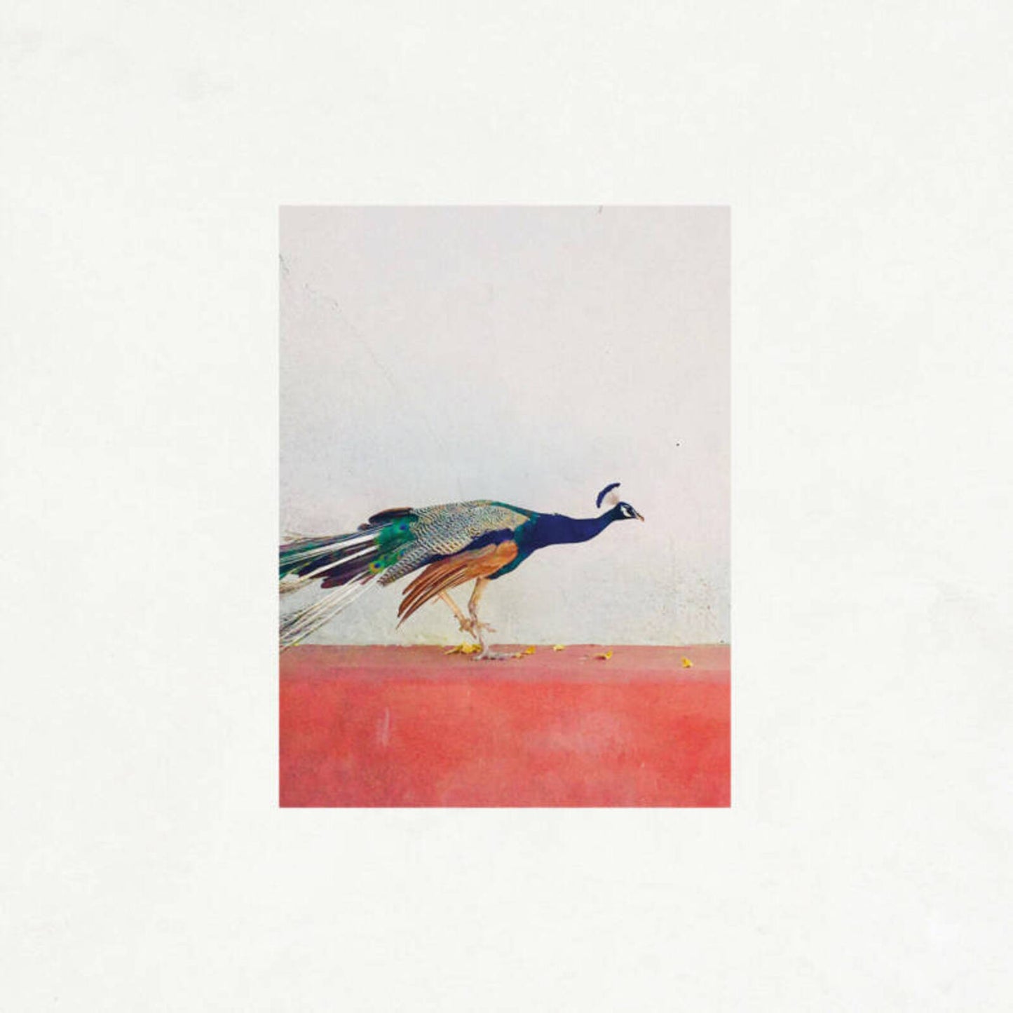 Jason Singh & The Banwasi Coll - Travellers [CD]