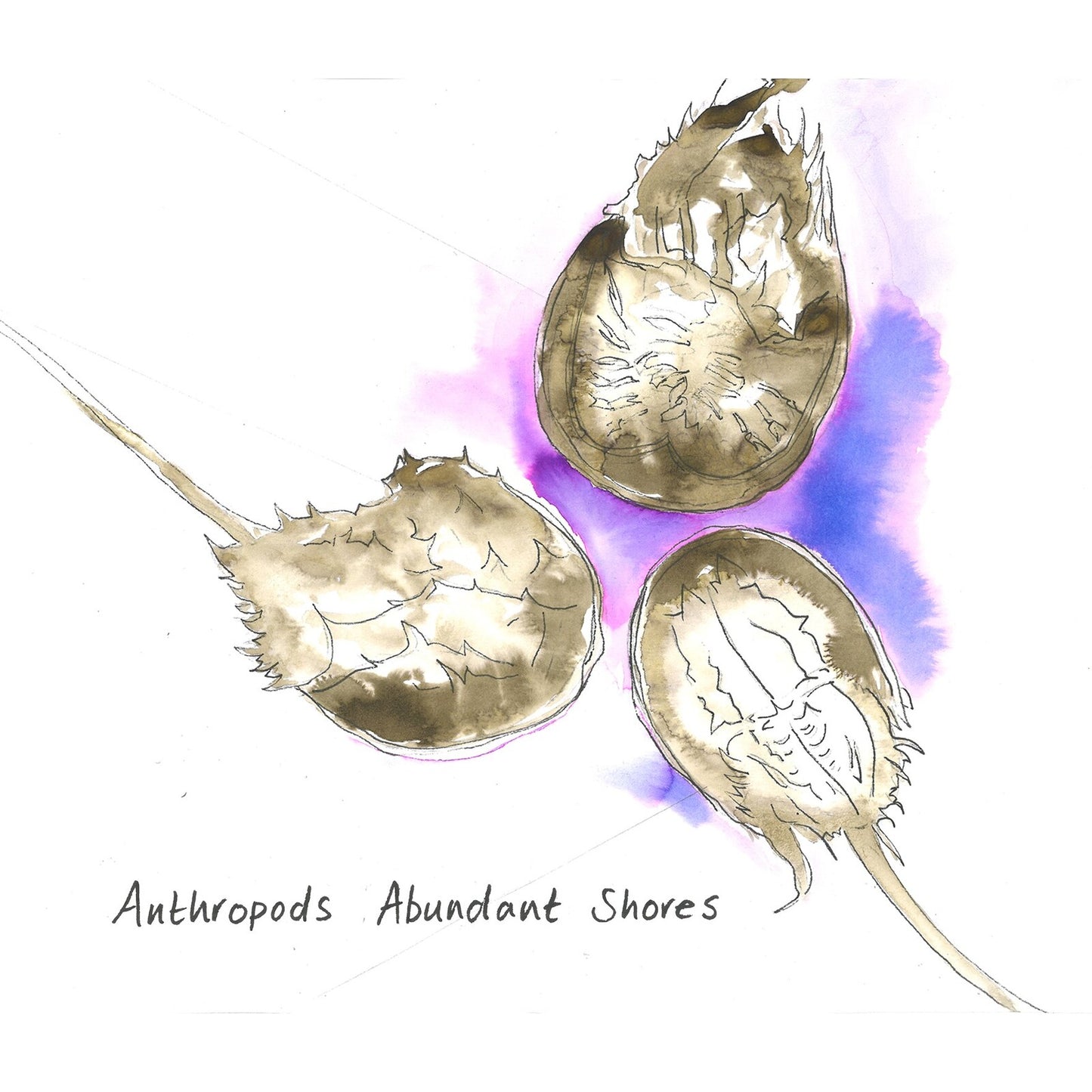Anthropods - Abundant Shores [CD]