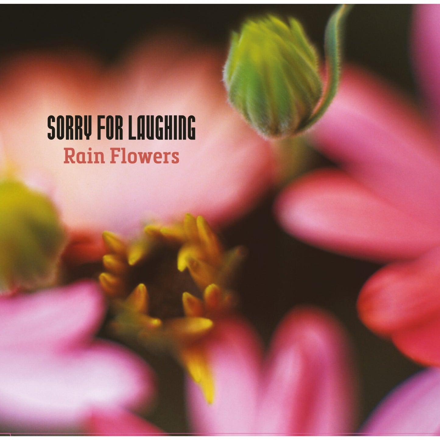Sorry For Laughing - Rain Flowers [CD]