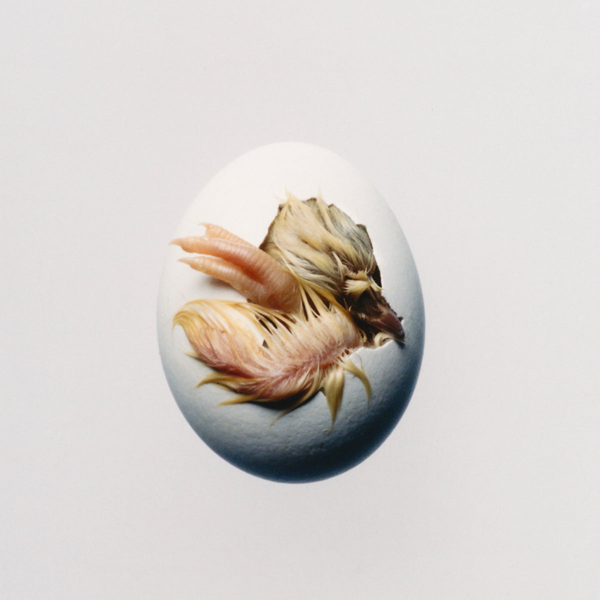 Shygirl - SWALLOW [CD]