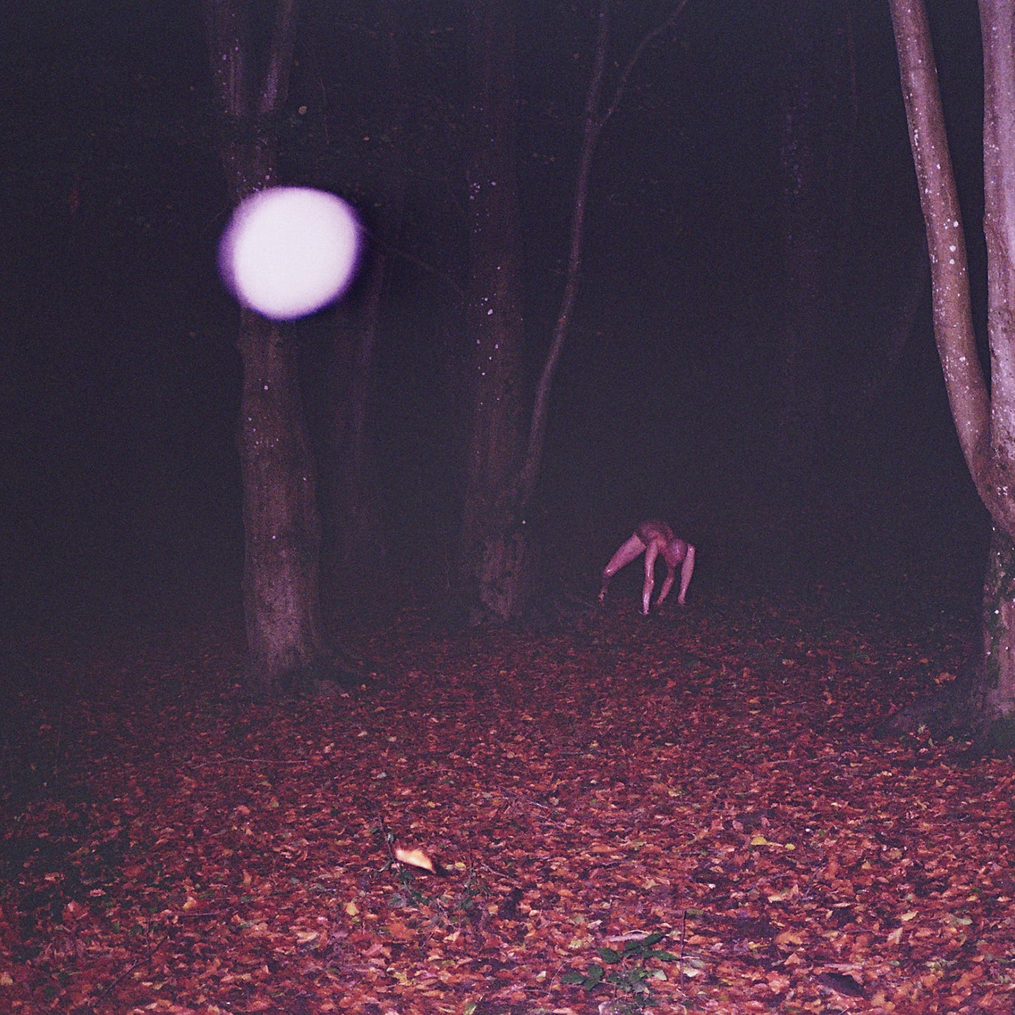 Buzzard Buzzard Buzzard - Skinwalker [CD]