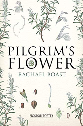 Pilgrim's Flower